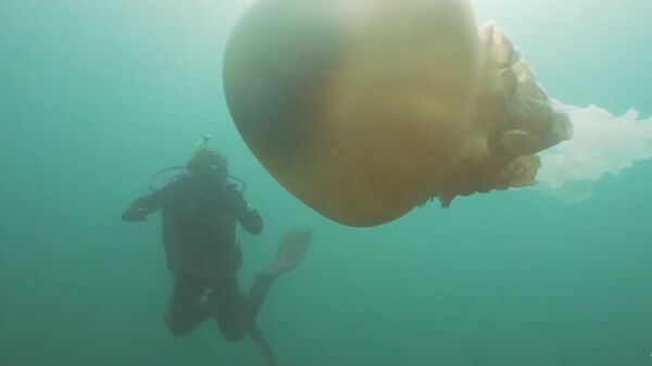 Размером с человека: гигантская медуза у берегов Британии попала на видео Размером с человека: гигантская медуза у берегов Британии попала на видео - Sputnik Южная Осетия
