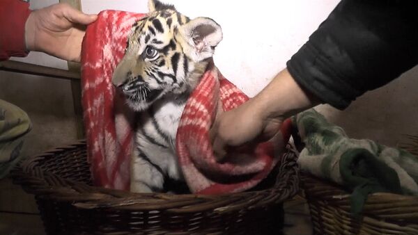 Сотрудники обесточенного сафари-парка кутали тигрят в одеяла в Крыму - Sputnik Южная Осетия