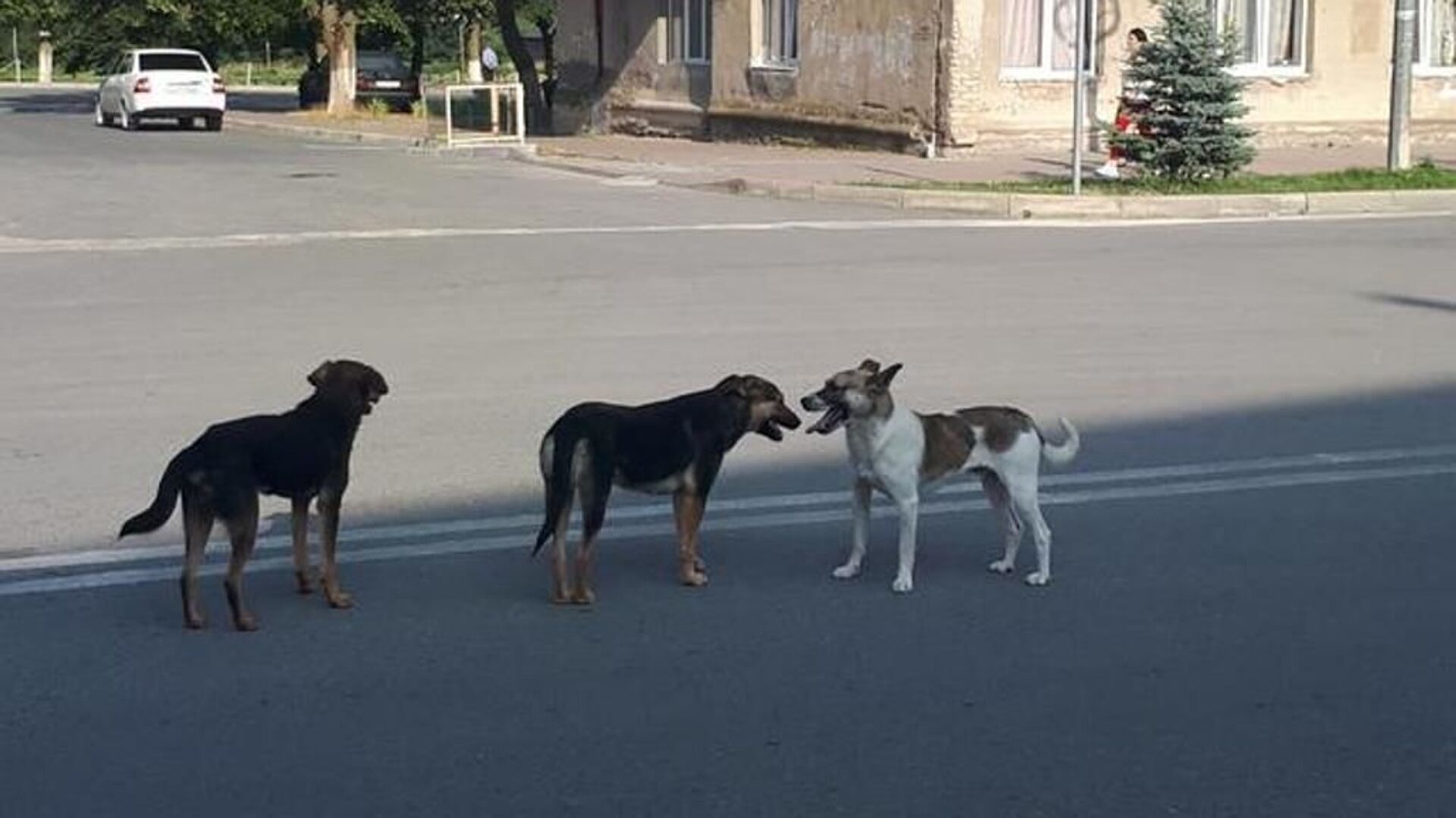 Бродячие собаки на улицах Цхинвала  - Sputnik Южная Осетия, 1920, 20.12.2022