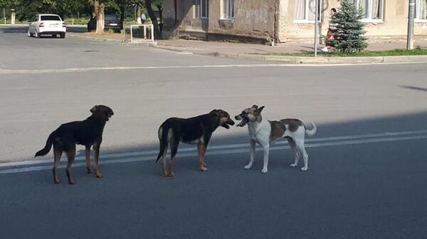 Бродячие собаки на улицах Цхинвала  - Sputnik Южная Осетия