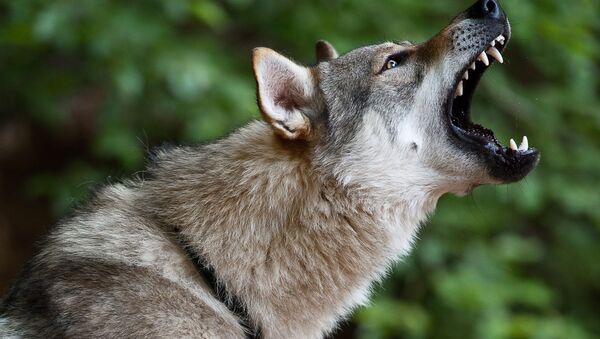 Волк. Архивное фото - Sputnik Южная Осетия