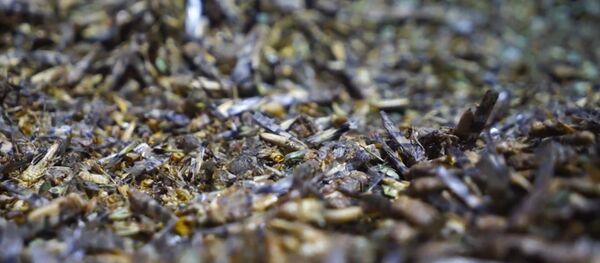 Они не кусаются: как в Лас-Вегасе борются с нашествием кузнечиков Они не кусаются: как в Лас-Вегасе борются с нашествием кузнечиков - Sputnik Южная Осетия