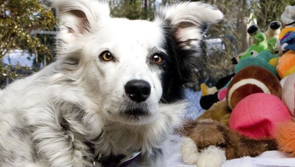 Покойся с миром, Чейсер: умерла самая умная собака в мире - Sputnik Южная Осетия