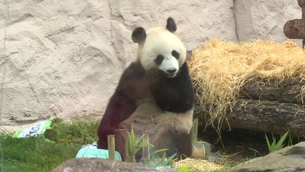 Как в Московском зоопарке отметили день рождение китайских панд - Sputnik Южная Осетия