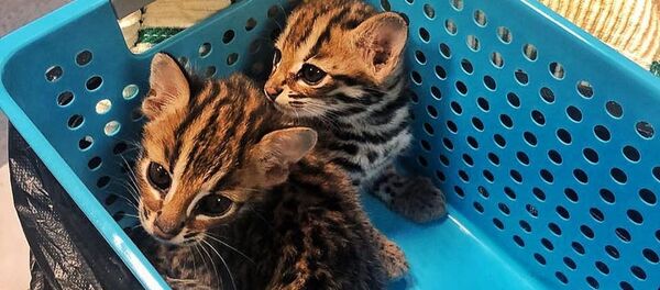 У пассажира в аэропорту Внуково изъяли котят на миллион рублей У пассажира в аэропорту Внуково изъяли котят на миллион рублей - Sputnik Южная Осетия