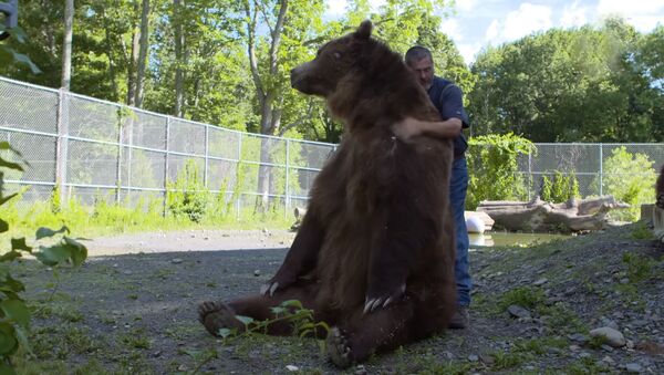 Мужчина пытается обнять медведя - Sputnik Южная Осетия