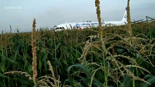 Самолет А321 столкнулся со стаей чаек и совершил аварийную посадку в кукурузном поле - Sputnik Южная Осетия