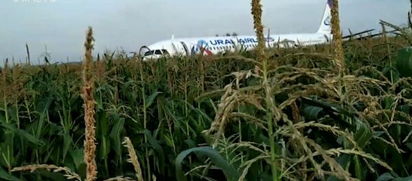Самолет А321 столкнулся со стаей чаек и совершил аварийную посадку в кукурузном поле - Sputnik Южная Осетия