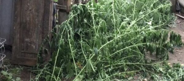 Полиция в Северной Осетии нашла у пенсионера крупную партию наркотиков Полиция в Северной Осетии нашла у пенсионера крупную партию наркотиков - Sputnik Южная Осетия