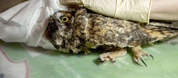 Операция совы Операция совы - Sputnik Южная Осетия