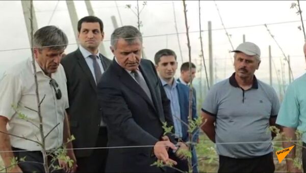 Новые яблоневые сады в Южной Осетии - Sputnik Южная Осетия