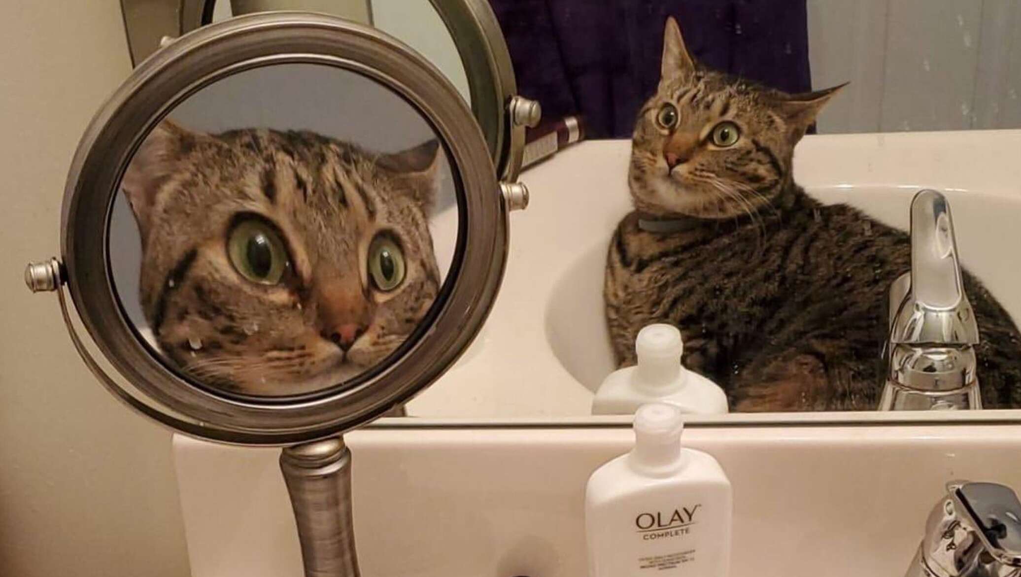 Кошка в зеркале. Кошка отражается в зеркале. Кот и отражение. Зеркало «котик».