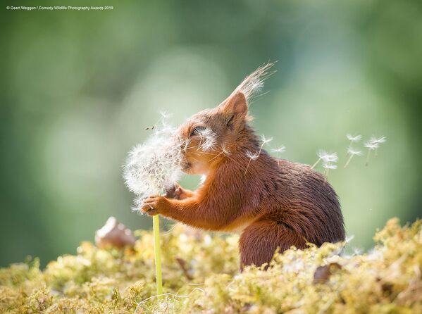 Снимок Squirrel wishes шведского фотографа Geert Weggen, вошедший в список финалистов конкурса Comedy Wildlife Photography Awards 2019 - Sputnik Южная Осетия