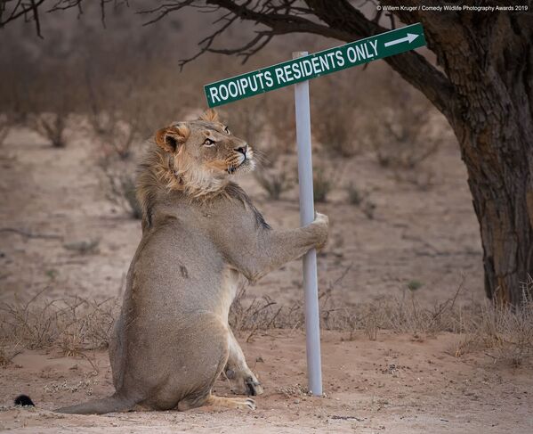 Снимок Lion take away южноафриканского фотографа Willem Kruger, вошедший в список финалистов конкурса Comedy Wildlife Photography Awards 2019 - Sputnik Южная Осетия