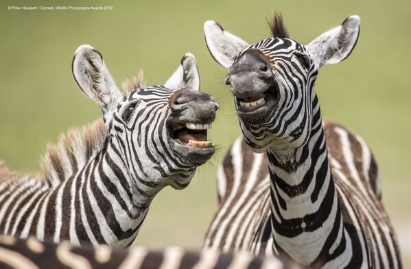 Снимок Laughing Zebra британского фотографа Peter Haygarth, вошедший в список финалистов конкурса Comedy Wildlife Photography Awards 2019 - Sputnik Южная Осетия