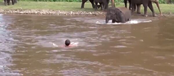 Слоненок и человек Слоненок и человек - Sputnik Южная Осетия