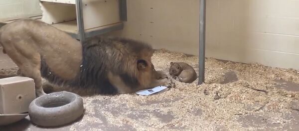 Папа-лев знакомится с сыном Папа-лев знакомится с сыном - Sputnik Южная Осетия