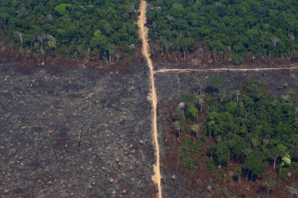 Сгоревший участок в Jamanxim National Forest, Бразилия - Sputnik Южная Осетия