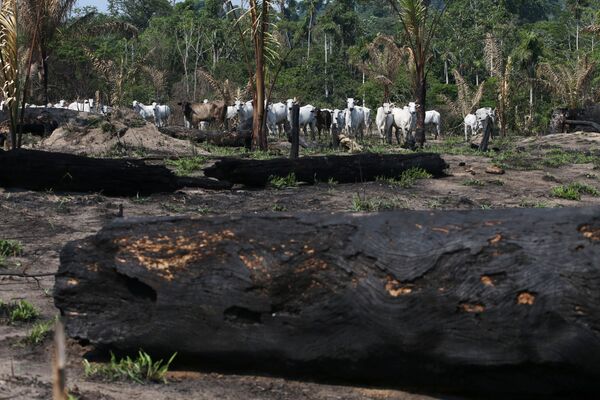 Коровы у сгоревших деревьев в национальном лесу Джаманксим в бассейне Амазонии недалеко от Ново Прогрессо, штат Пара, Бразилия - Sputnik Южная Осетия