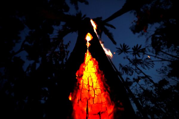 Тлеющее дерево в лесах Амазонии, Бразилия - Sputnik Южная Осетия