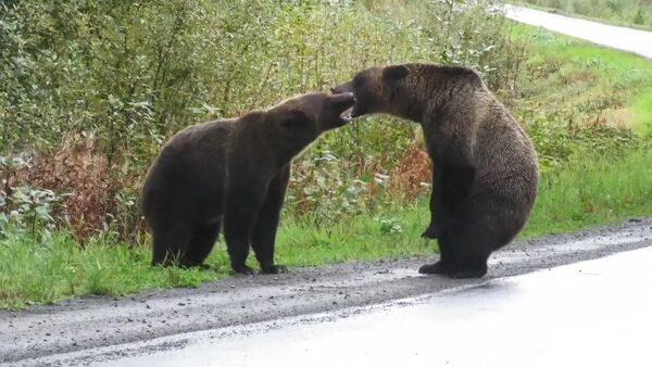 Битва двух медведей гризли - Sputnik Южная Осетия