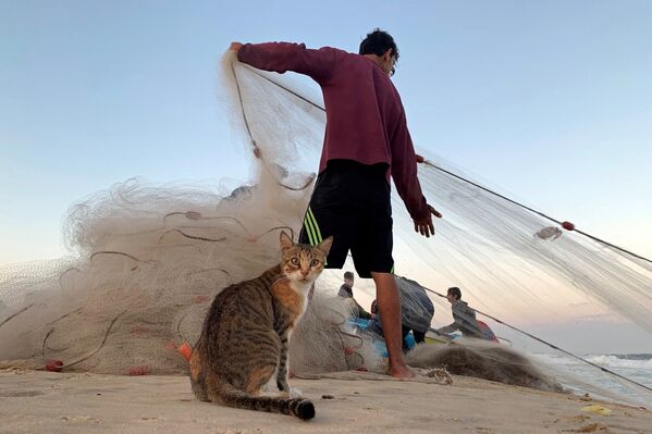 Кошка и палестинский рыбак на пляже в северной части Сектора Газа  - Sputnik Южная Осетия
