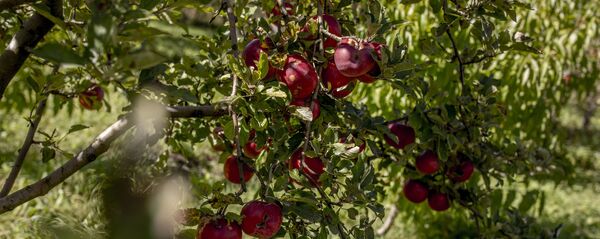 Селение Хелчуа Селение Хелчуа - Sputnik Южная Осетия