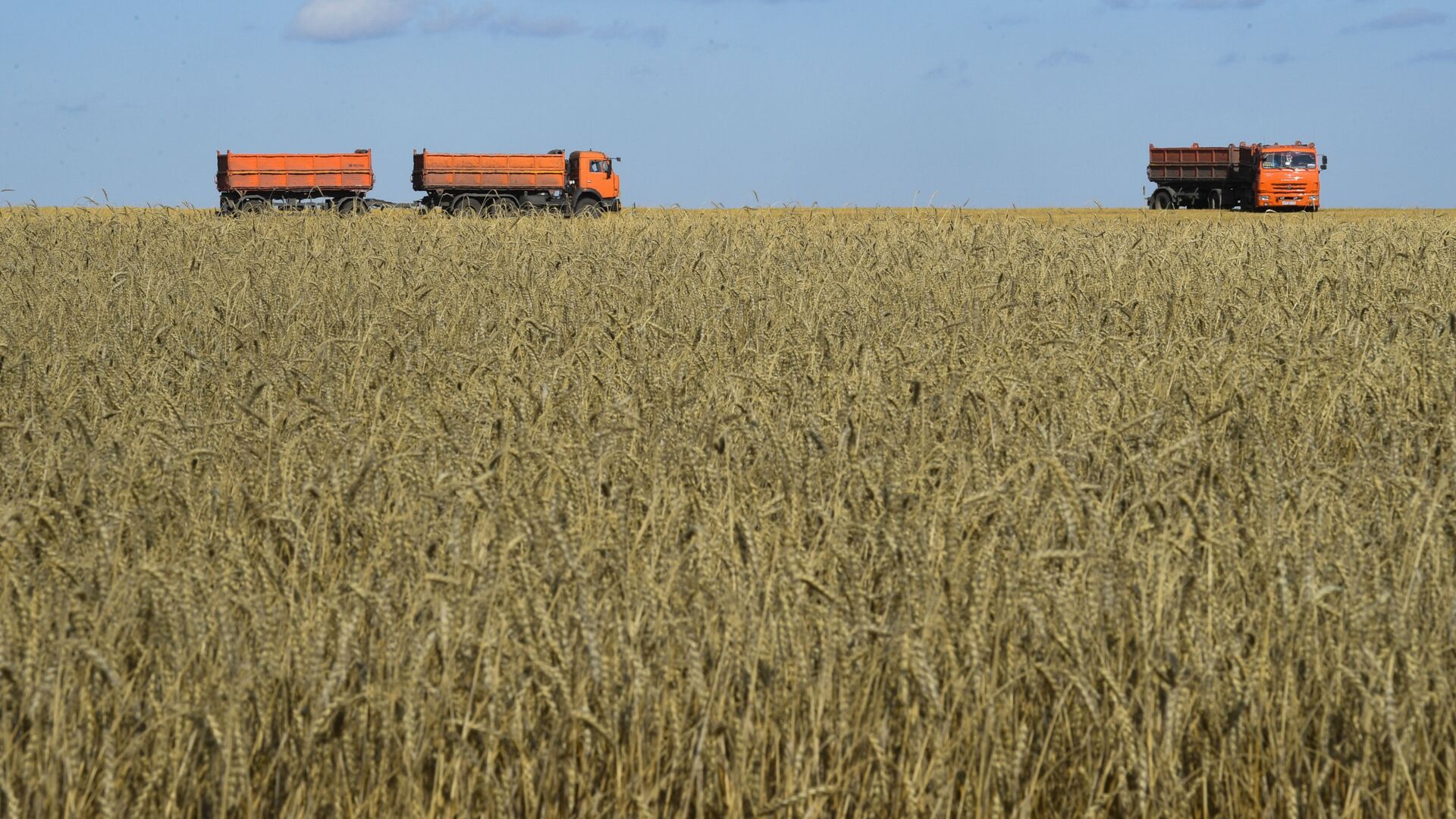 Уборка урожая зерновых в Новосибирской области - Sputnik Южная Осетия, 1920, 17.05.2023