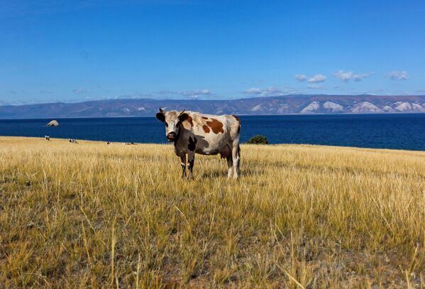 Корова на пастбище на острове Ольхон в Иркутской области - Sputnik Южная Осетия