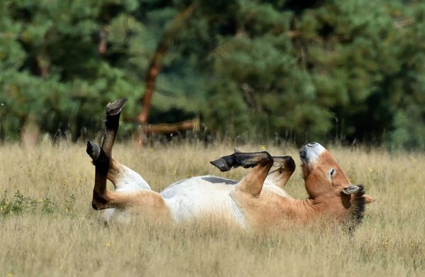 Лежащая на лугу лошадь Пржевальского  - Sputnik Южная Осетия