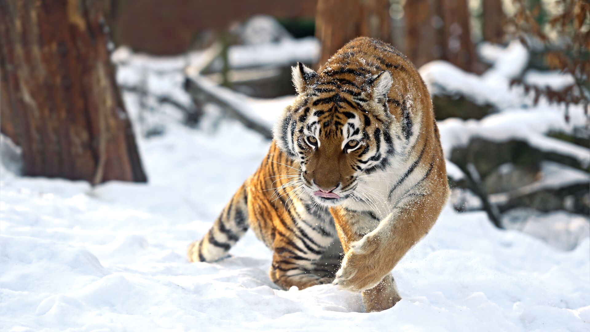 Амурский тигр зимой - Sputnik Южная Осетия, 1920, 01.01.2022