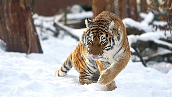 Амурский тигр зимой - Sputnik Южная Осетия