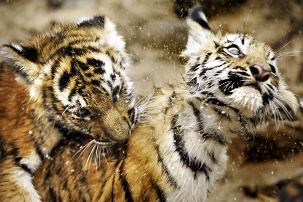Согласно последней статистике, в мире насчитывается около 540 амурских тигров.
На фото два котенка амурского тигра играют в зоопарке - Sputnik Южная Осетия
