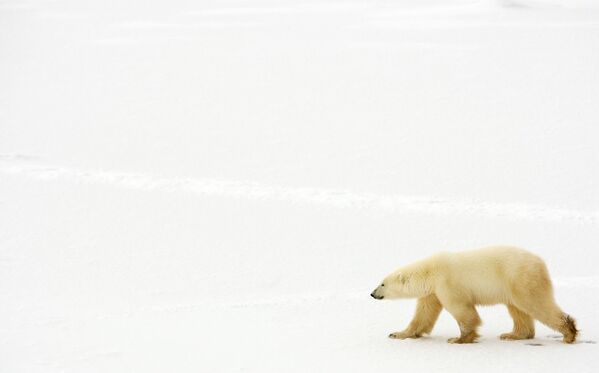 Белый или полярный медведь близкий родственник бурого медведя. Второй по величине сухопутный хищник планеты после гребнистого крокодила. - Sputnik Южная Осетия