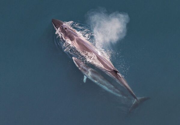 Сейвал, или сайдяной кит - млекопитающие подотряда беззубых китов.
Сейвал ныряет на глубину до 300 метров и может оставаться под водой на протяжении 20 минут. Кит обитает во всех океанах мира. - Sputnik Южная Осетия