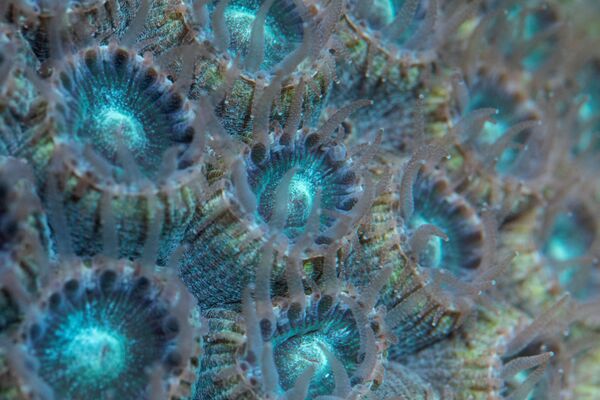 Коралл Montastraea cavernosa в аквариуме Морской лаборатории в Сарасоте, Флорида - Sputnik Южная Осетия