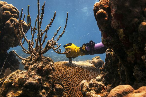 Техник-исследователь Даниэль Лассин удаляет погибшую часть коралла вида Pseudodiploria strigosa возле Университета Виргинских островов в Сент-Томасе - Sputnik Южная Осетия
