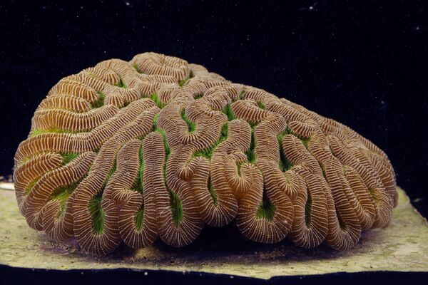 Коралл вида Colpophyllia natans - Sputnik Южная Осетия