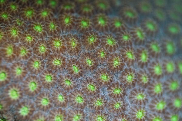 Полипы на коралле вида Orbicella faveolata - Sputnik Южная Осетия