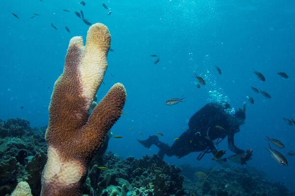 Дайвер проплывает мимо коралла вида Dendrogyra cylindricus возле Университета Виргинских островов в Сент-Томасе - Sputnik Южная Осетия