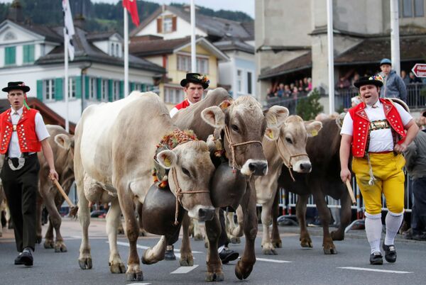 Участники ежегодной выставки скота в швейцарском Аппенцелле - Sputnik Южная Осетия