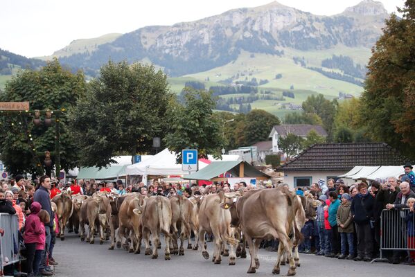 Ежегодная выставка скота в швейцарском Аппенцелле - Sputnik Южная Осетия