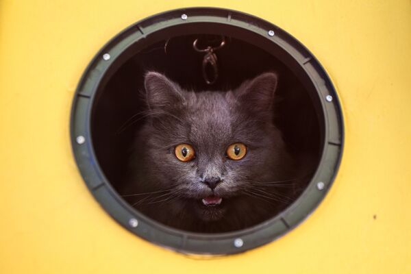 Кошка в круглом окне - Sputnik Южная Осетия