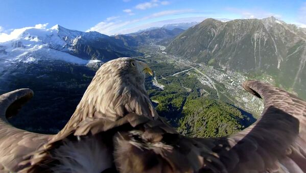 Орлан-белохвост, оснащенный камерой 360, пролетает над ледниками и горами в Шамони, Франция - Sputnik Южная Осетия