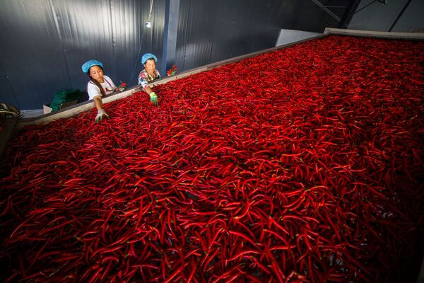 Работники сортируют перец чили, провинция Гуйчжоу, Китай - Sputnik Южная Осетия