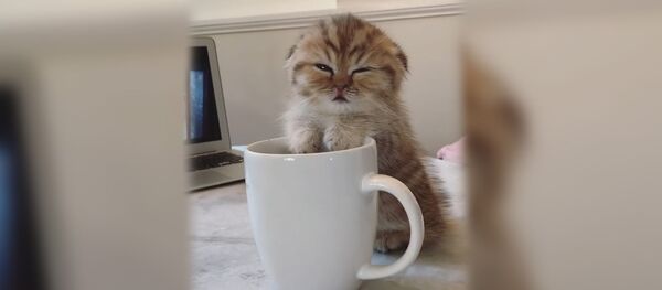 Котенок Котенок - Sputnik Южная Осетия