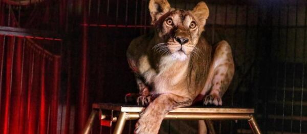 В Цхинвал приезжает Башкирский цирк В Цхинвал приезжает Башкирский цирк - Sputnik Южная Осетия