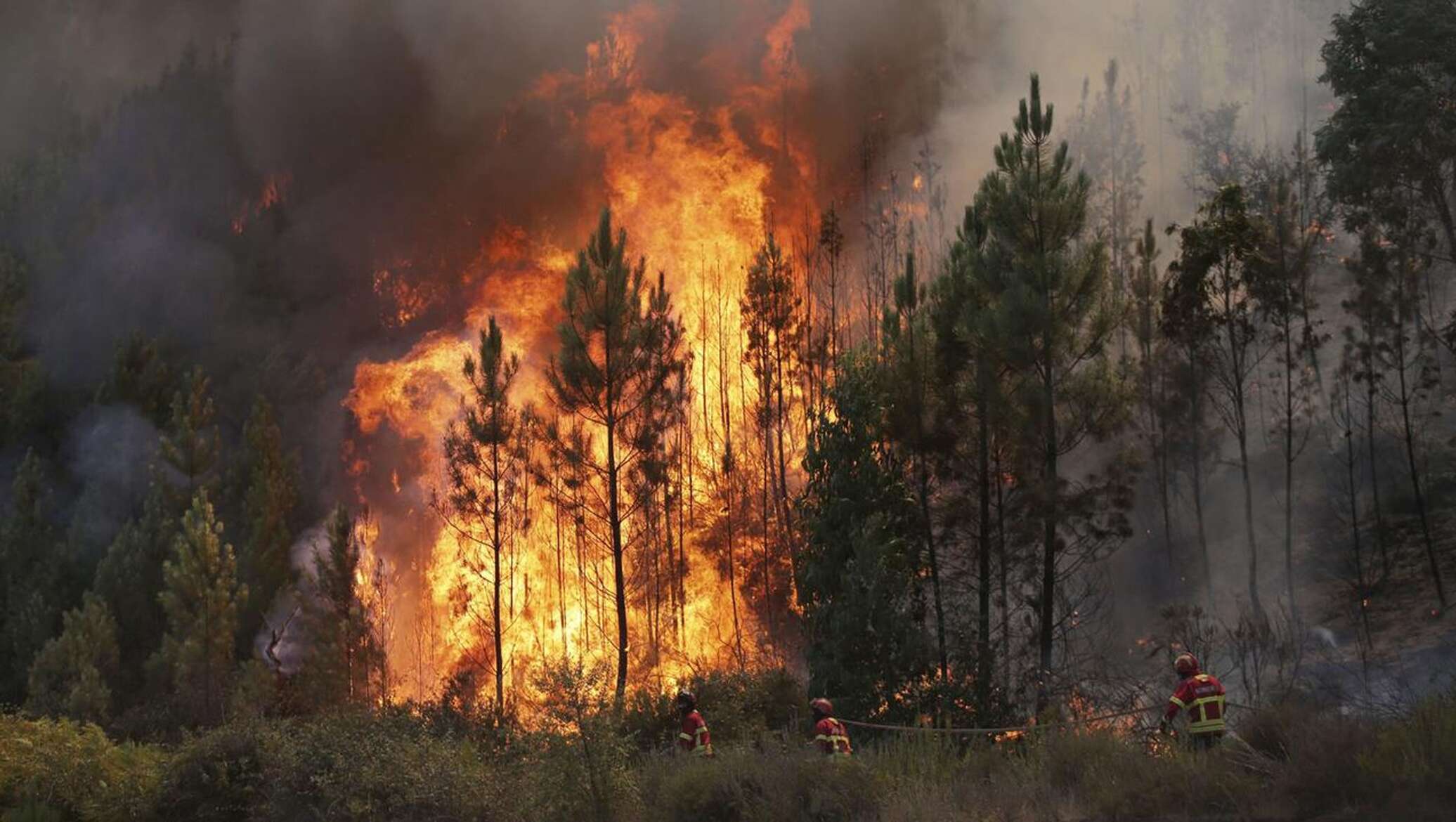 Последние лесные пожары в россии. Пожар в лесу. Природные пожары. Лес в огне. Горящий Лис.