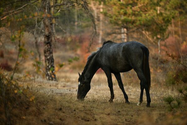 Лошадь в Симферополе, Крым - Sputnik Южная Осетия