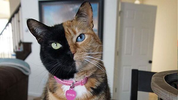 Эти коты поразят вас самой необыкновенной окраской шерсти - фото Эти коты поразят вас самой необыкновенной окраской шерсти - фото - Sputnik Южная Осетия